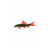 Rainbow Shark 3.5-4"