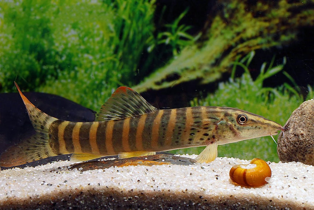 Tiger loach shop