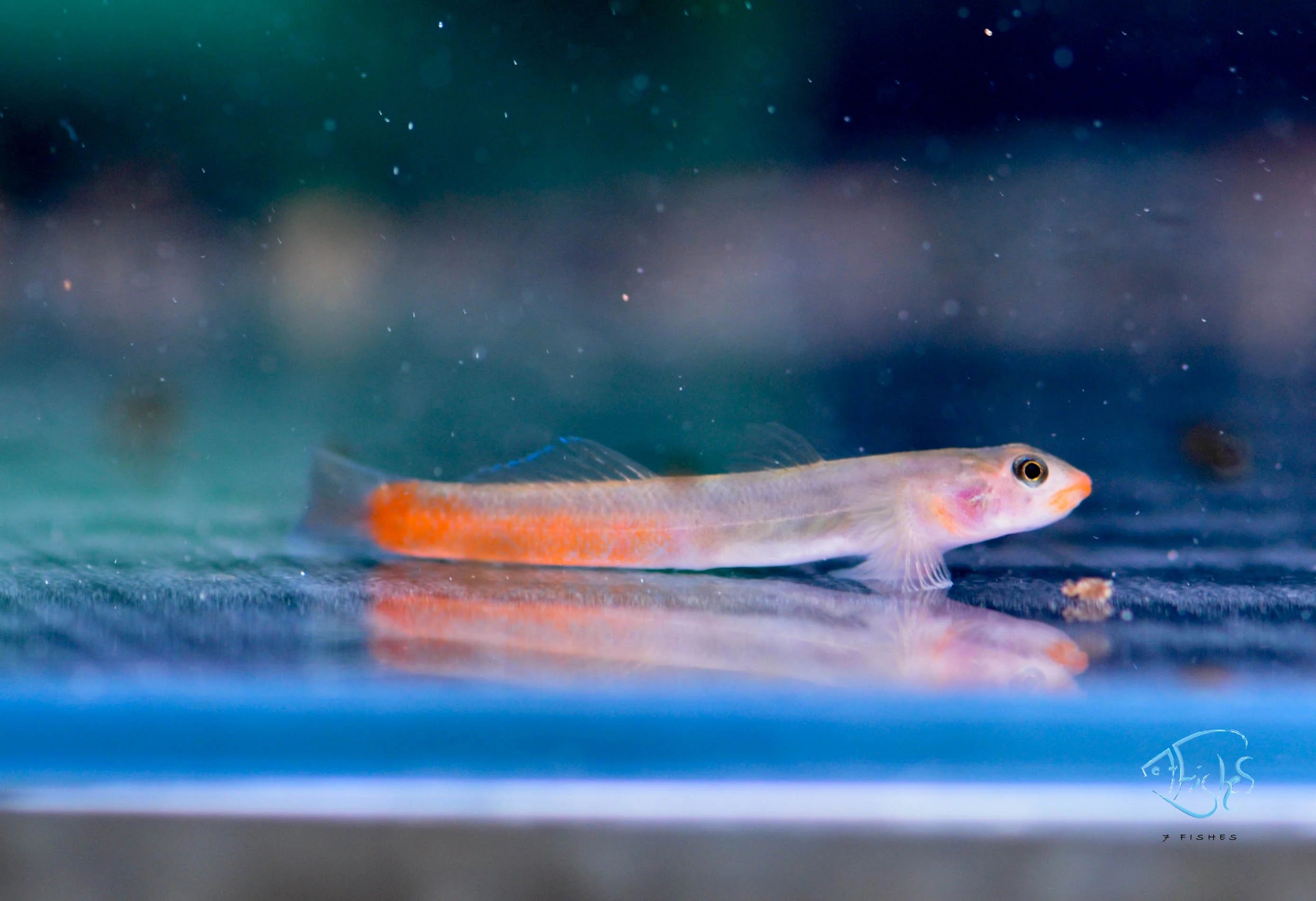 Red Lipstick Goby