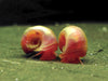 Ramshorn Snail