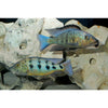 Sand Digger Cichlid / Fossorochromis rostratus 3"