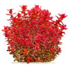 Rotala macrandra "Red" TC