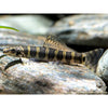 Serpent Loach *Super Rare*