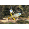 Pacific Blue Eye Rainbow - Best4Pets