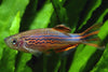 Spotted Orange Fin Danio