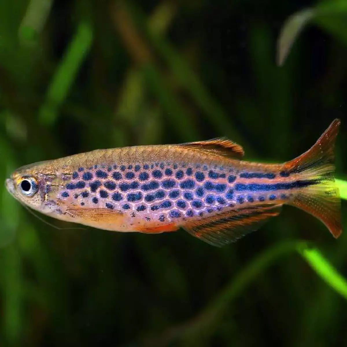 Spotted Orange Fin Danio