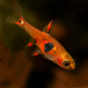 Strawberry Rasbora