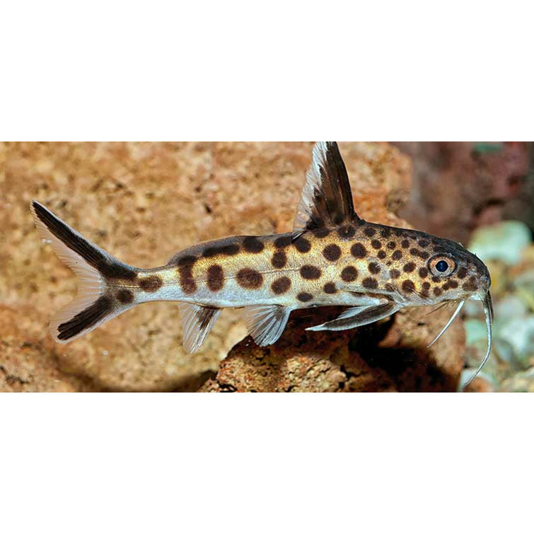 Cuckoo Catfish 1" - Best4Pets