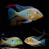 Threadfin Acara 2inch