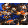 Tri Colour Oranda 3Inch