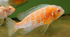 Red Cheek Tropheops Albino 3inch