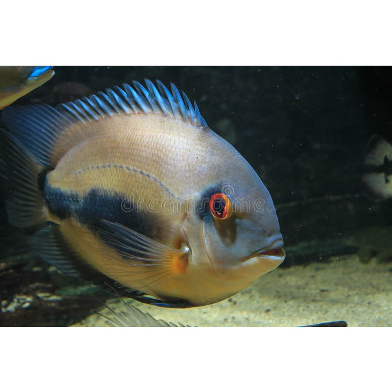 Uaru Cichlid 4inch