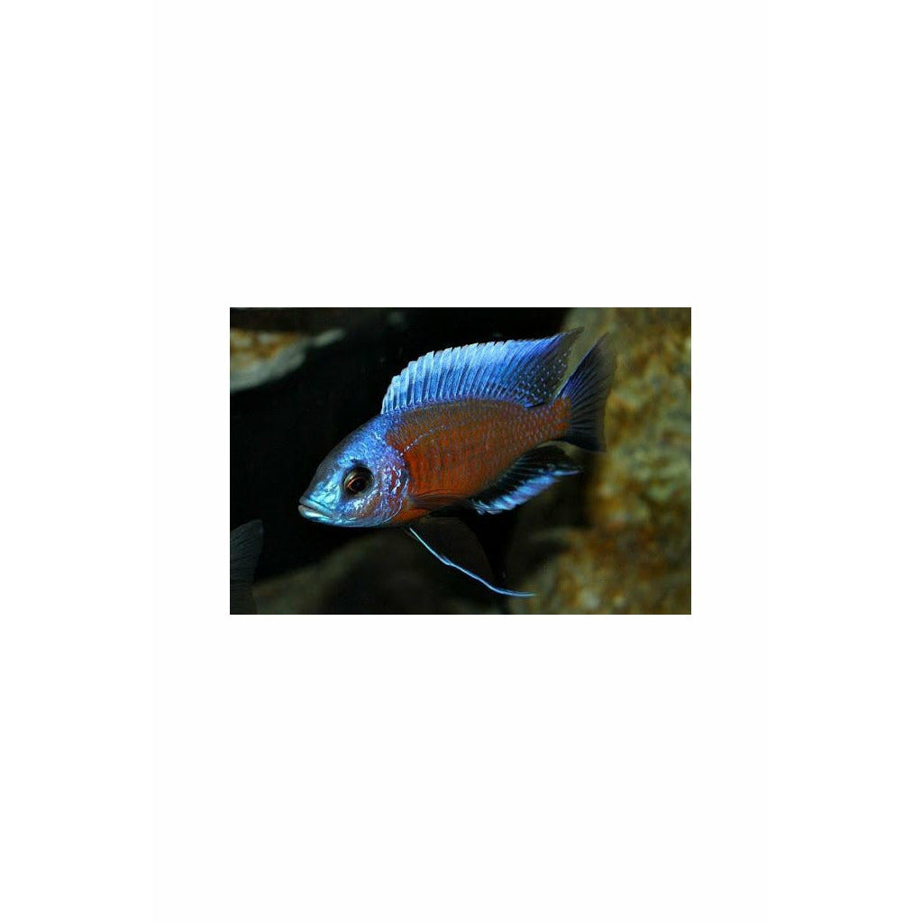 Red kodango Cichlid 2.5"