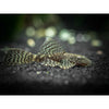 Veil Tail Black Bristlenose - Best4Pets