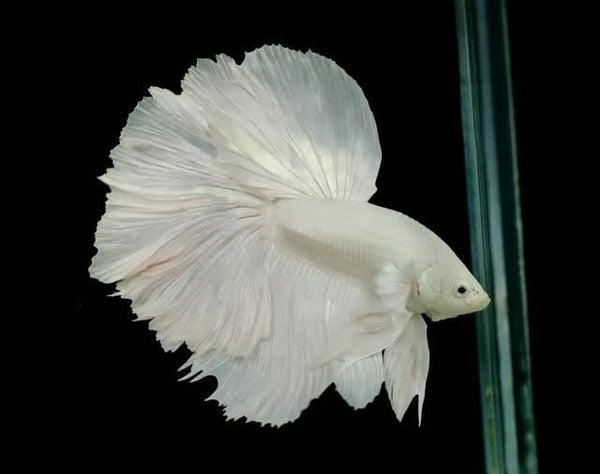 Halfmoon betta store fish for sale