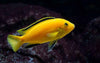 Yellow Lab / Labidochromis caeruleus 2"